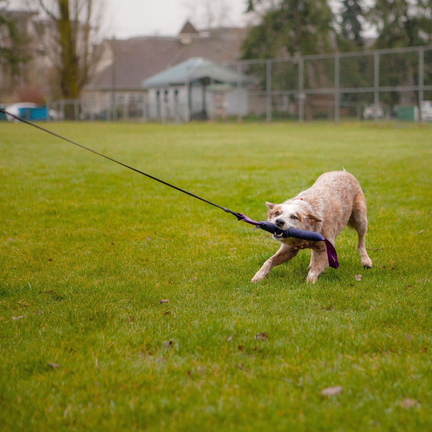 Collapsible Flirt Pole