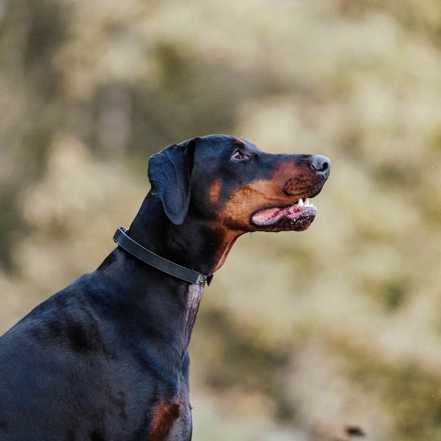 Sprenger Flexcover Prong Collar Cover