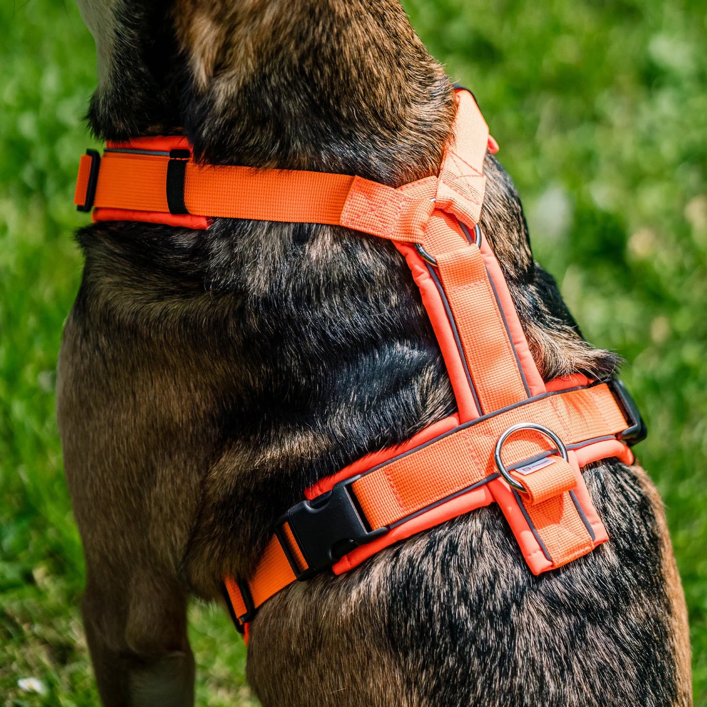 Sprenger Y-Harness 2.0