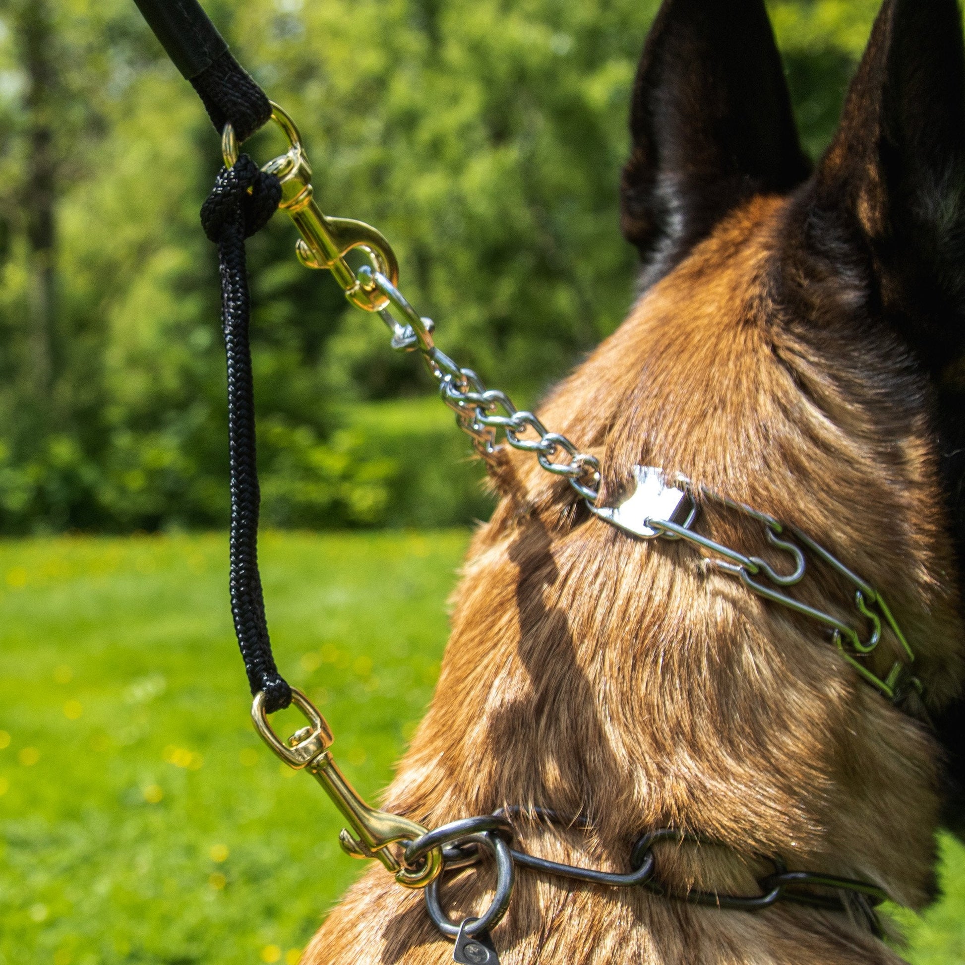 Dog Safety Accessory - Secondary Collar/Harness Attachment